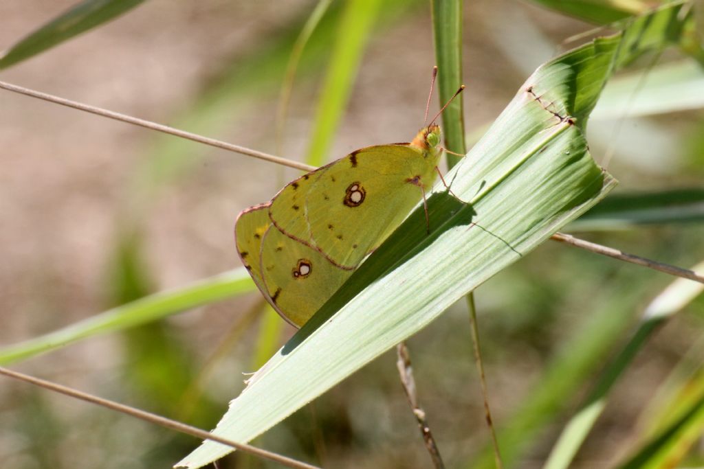 Anche queste possono essere Colias alfacariensis?
